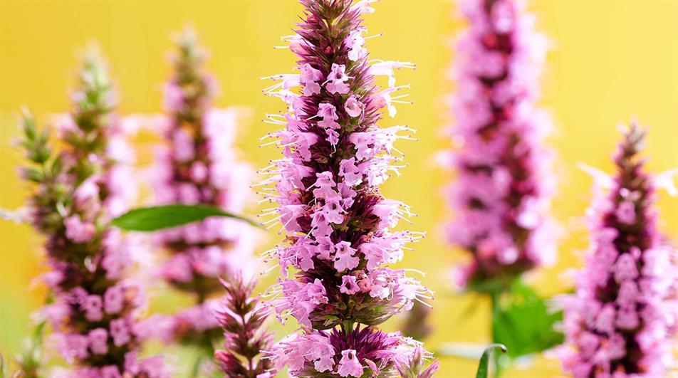 Agastache - credit: Plantipp